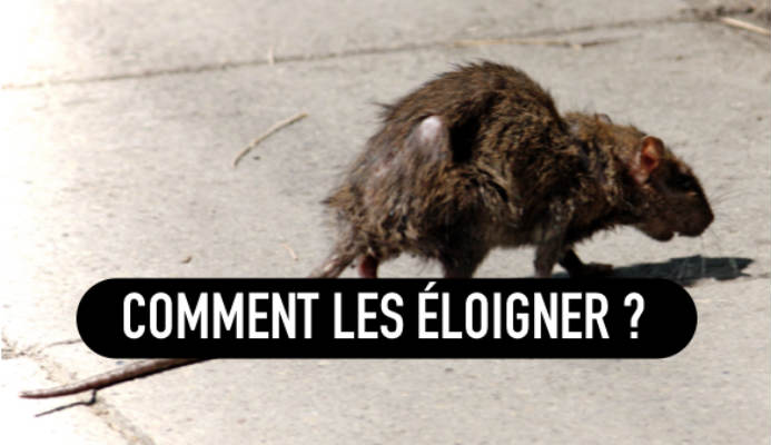 quel animal pour chasser les rats