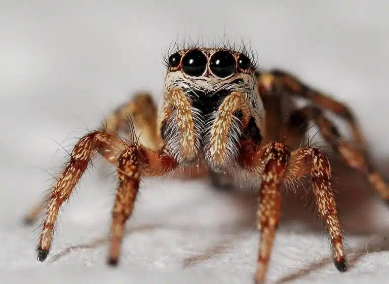 araignée