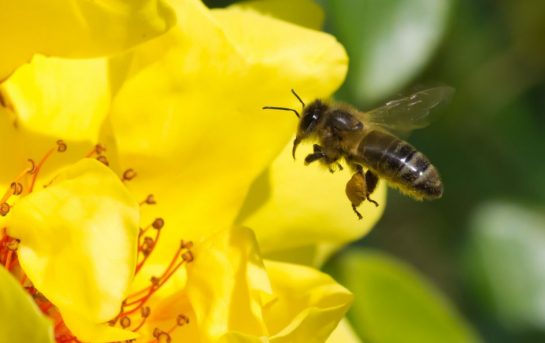3 remèdes naturels pour éloigner les abeilles