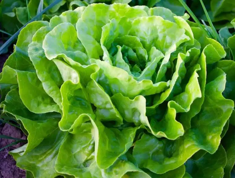 laitue jardin potager compagnonnage pommes de terre