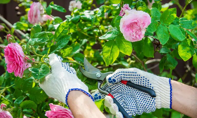bouturage bouturer rose
