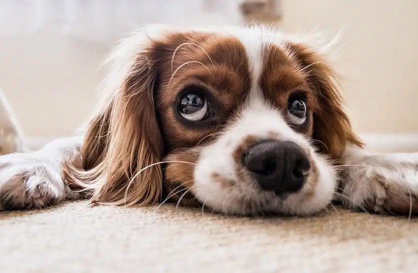 chien triste malade fatiguée