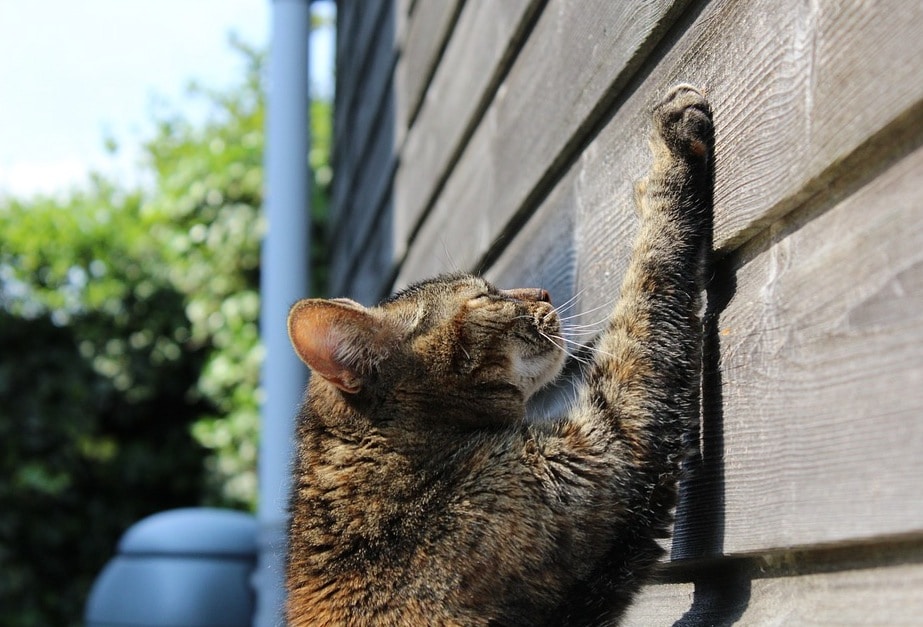 chat gratte griffes