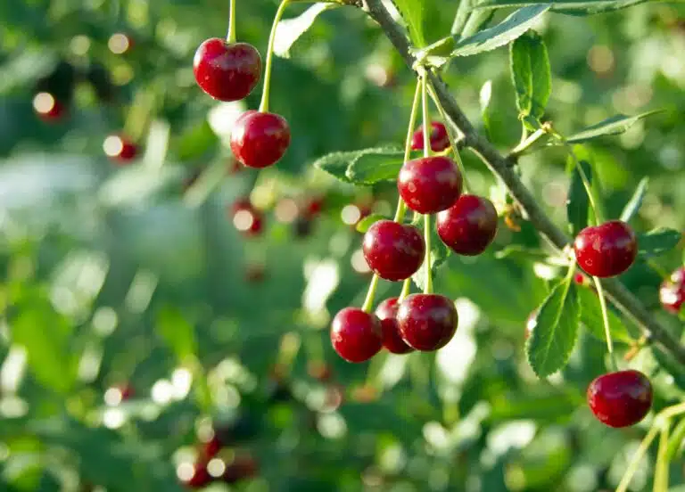 cerises