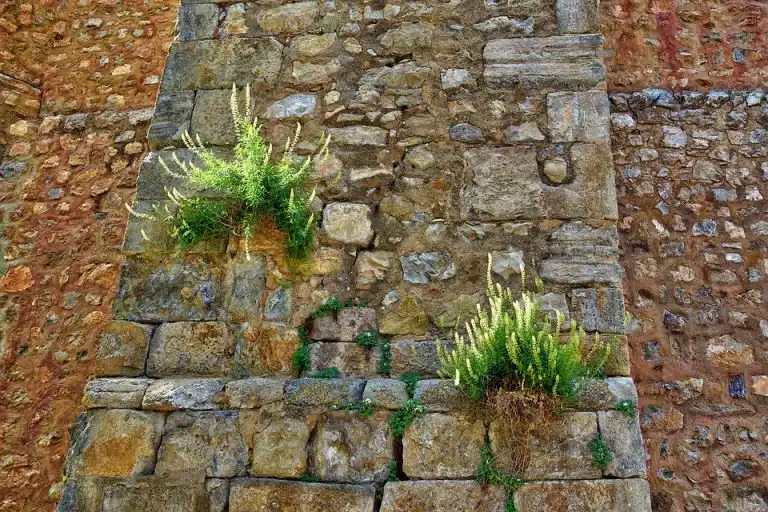 mauvaises herbes
