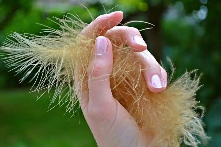 ongles