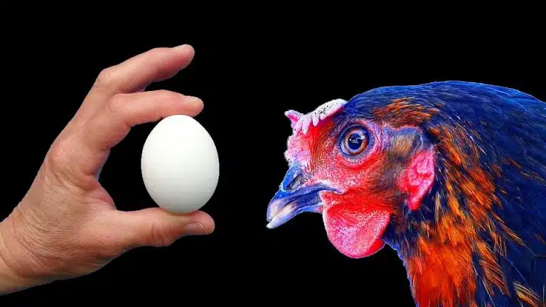 oeuf poule