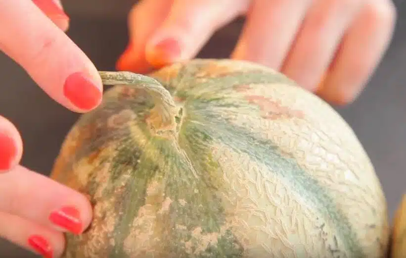 Les 8 techniques à connaître pour choisir vos melons et vos pastèques