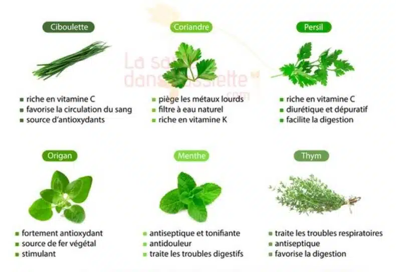 Quels sont les bienfaits des herbes aromatiques pour la santé ?