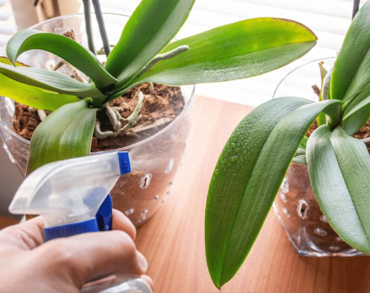 Arroser Orchidées En Pot