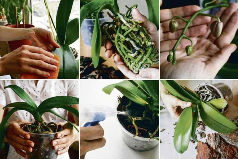 entretien orchid&eacute;e soin des orchid&eacute;es fleurs