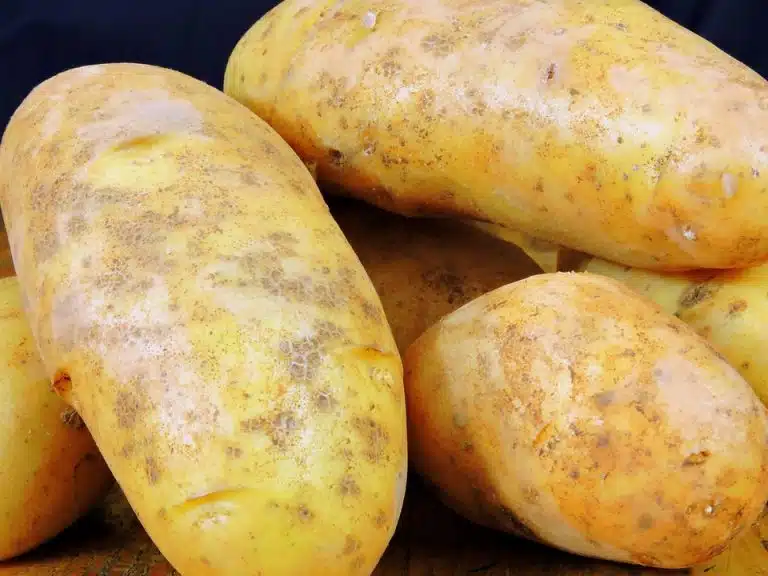 patates pommes de terre