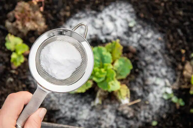 bicarbonate de soude, de bicarbonate de sodium dans le jardin plantes salades
