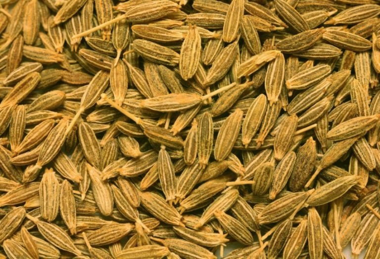 Graines de cumin