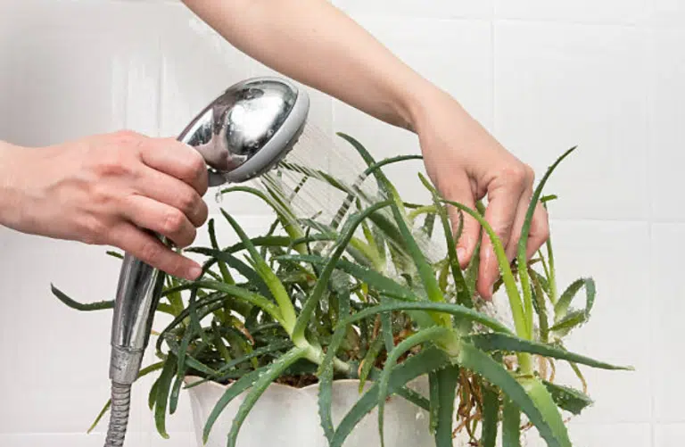 plante nettoyage