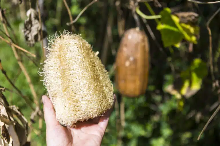 faire pousser ses &eacute;ponges au jardin