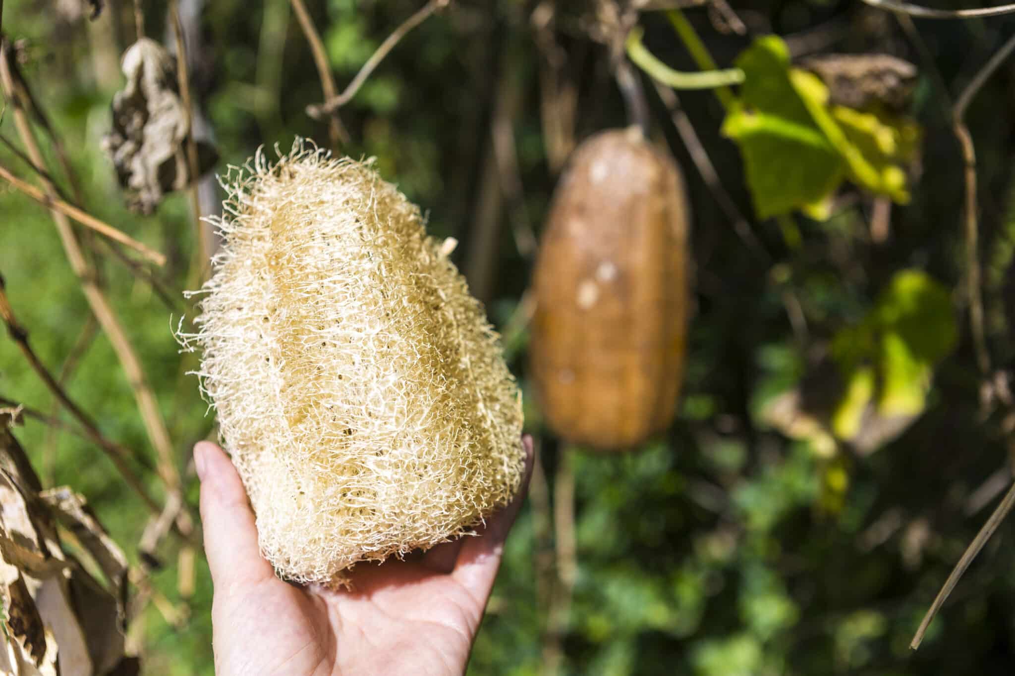 faire pousser ses &eacute;ponges au jardin