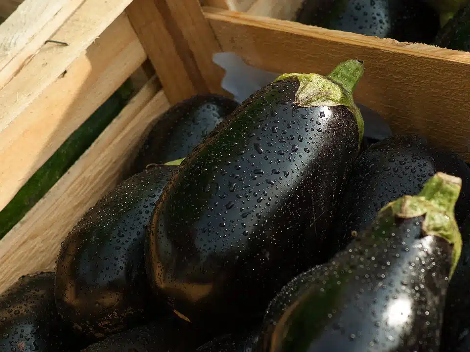 aubergines
