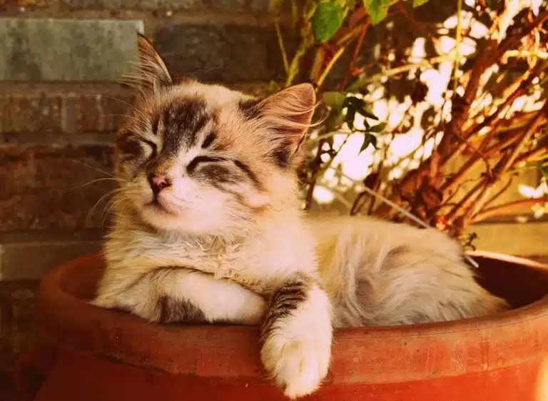 chat plantes vertes pot r&eacute;pulsif sommeil dormir sieste