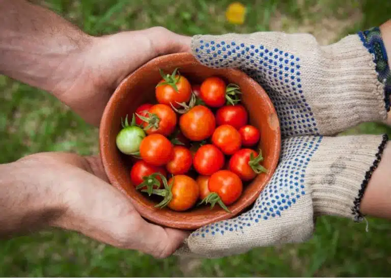 r&eacute;colte plants tomates