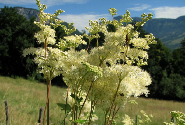 Cellulite, rétention d'eau... Voici 5 plantes drainantes puissantes