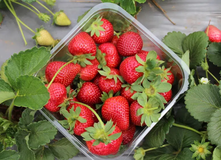 fraises
