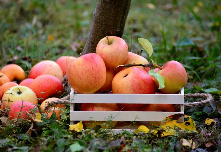 fruits pommes