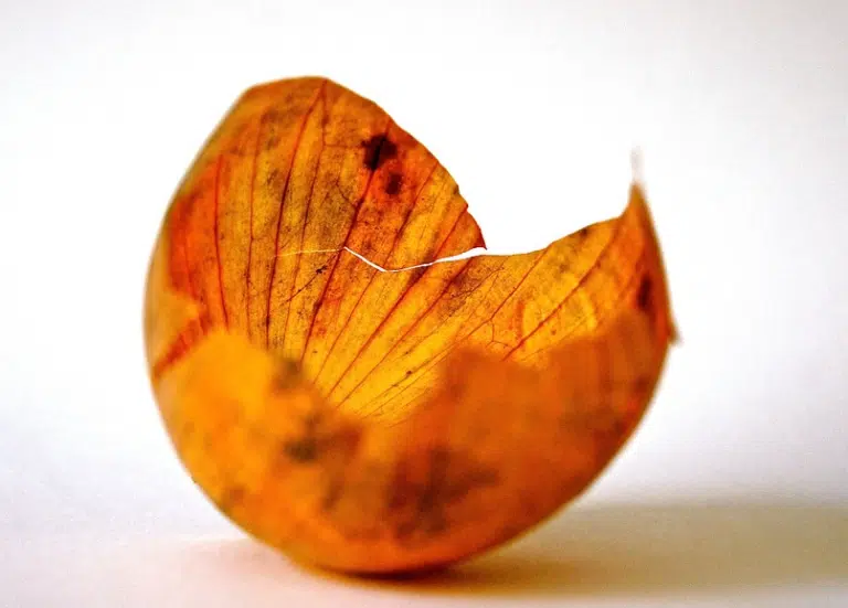 peau d'oignon