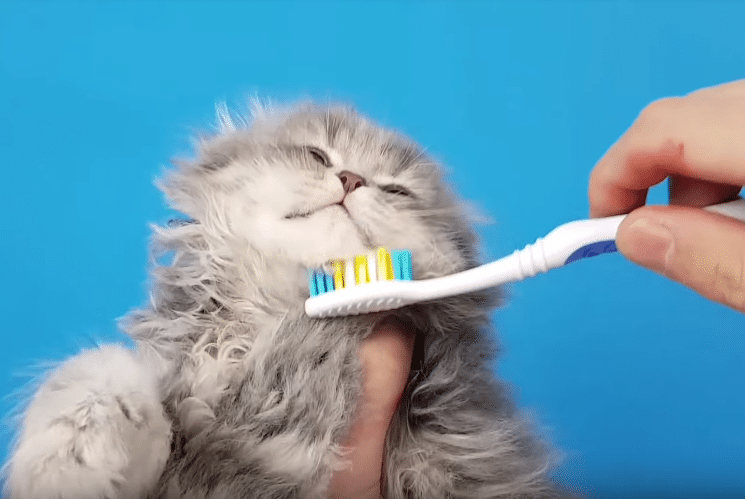 brosse &agrave; dents pour grattouiller les chats