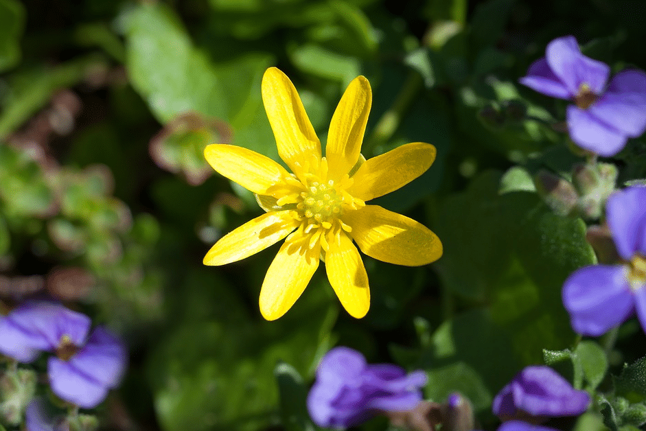 Comme l'indique son nom l'herbe aux verrues est excellente pour faire dispara&icirc;tre une verrue