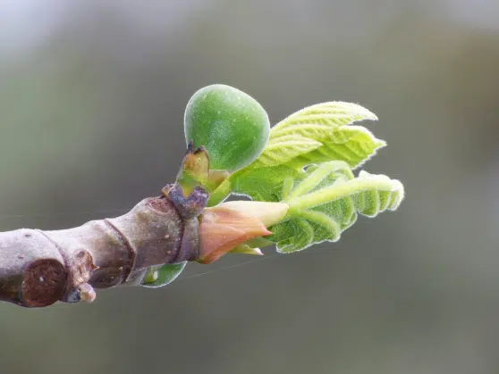 macérât extrait de bourgeons de figuier contre les reflux gastriques