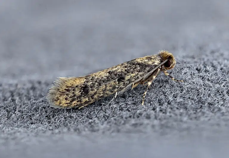 mites des vêtements vestimentaire