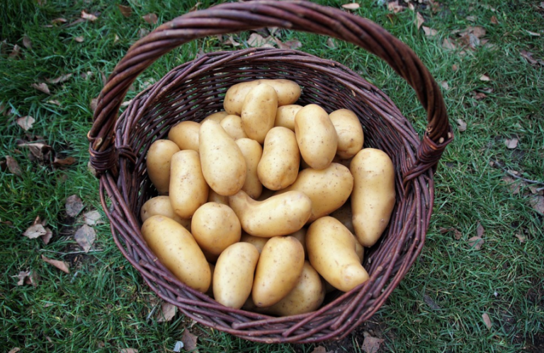 panier &agrave; pommes de terre
