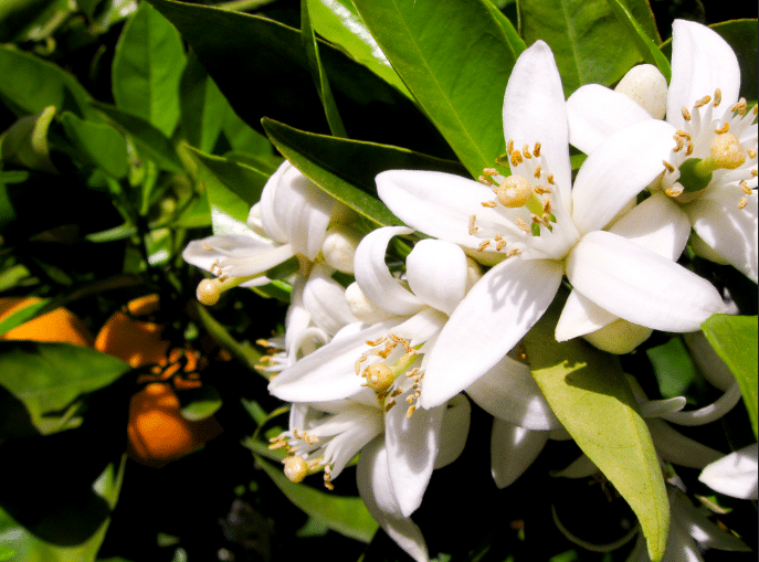 n&eacute;roli fleurs d'oranger