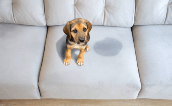 8 astuces si votre chien fait pipi partout dans la maison