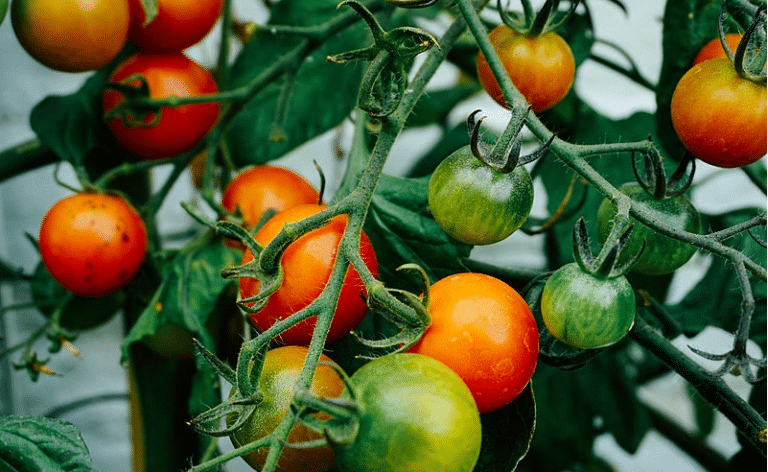plants de tomates croissance