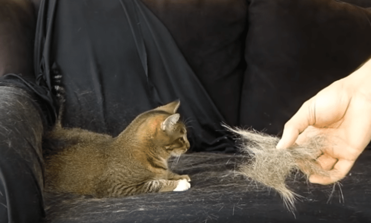 Homeopathie Pour Chat Qui S'arrache Les Poils