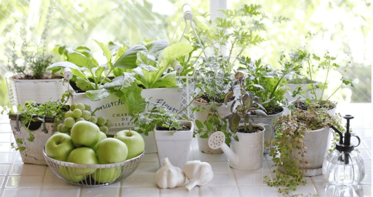 herbes aromatiques pots intérieur