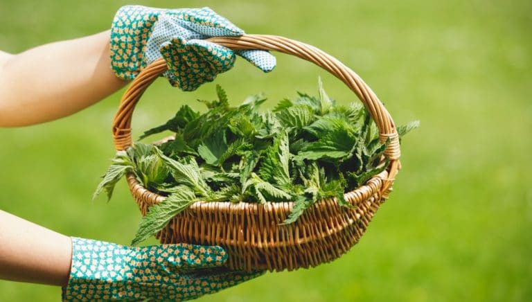 ortie orties panier jardin