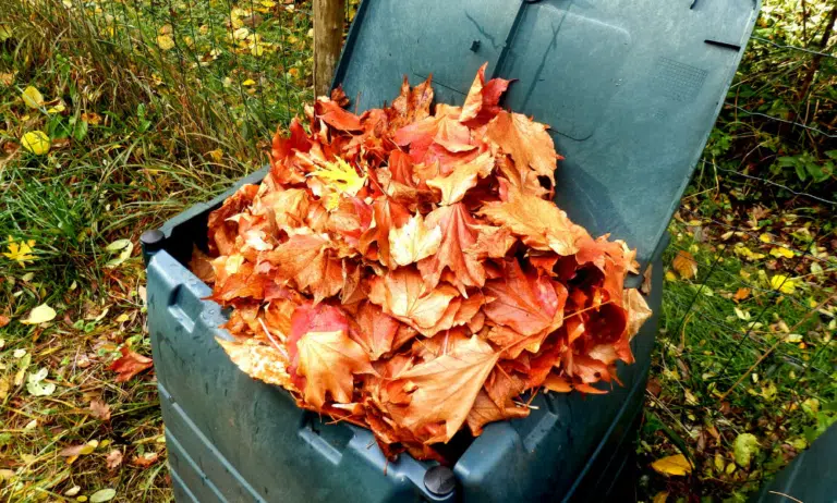 feuilles mortes