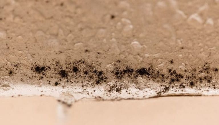moisissures salle de bain carrelage mur