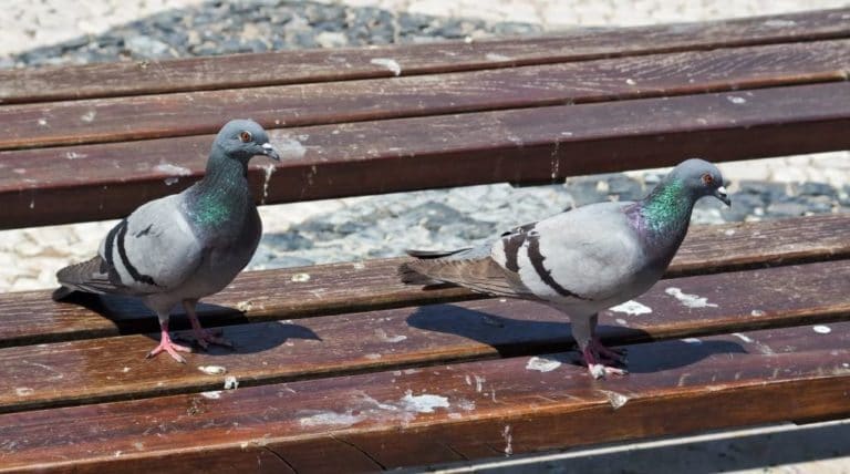 nettoyage nettoyer fientes de pigeons oiseaux