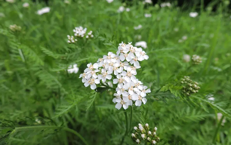 achillée millefeuille plantes règles douloureuses