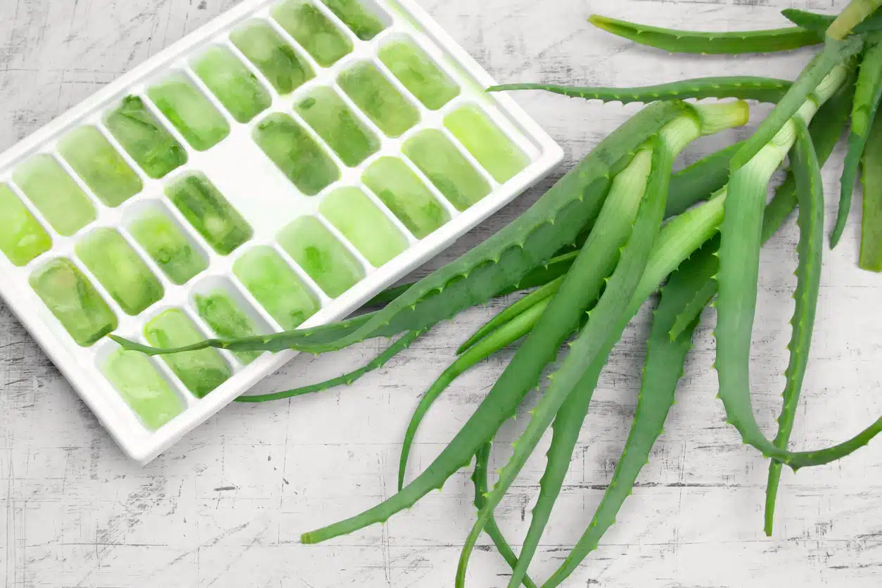glaçons aloe vera