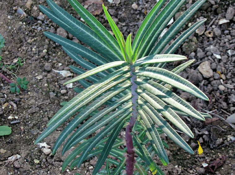 Plantes antitaupes les 8 meilleures à planter dans son jardin — free download