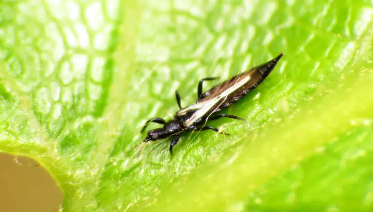 thrips feuille