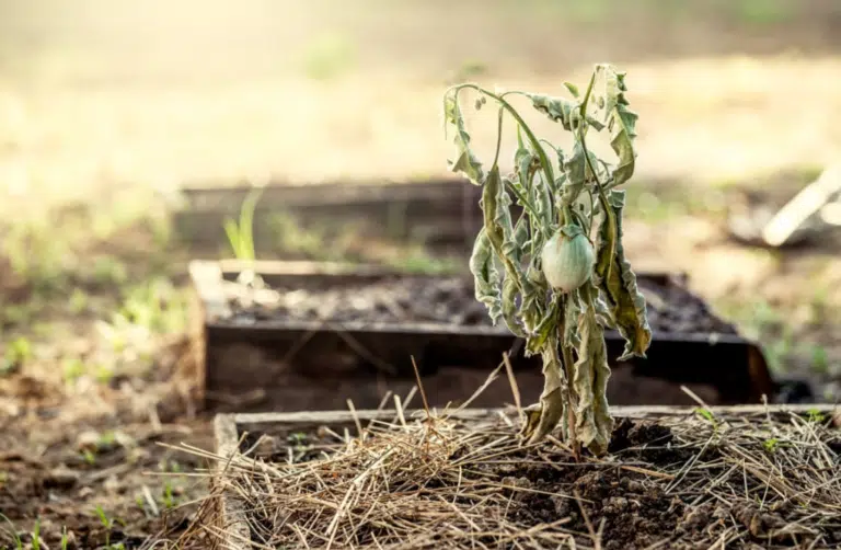 sécheresse jardin potager