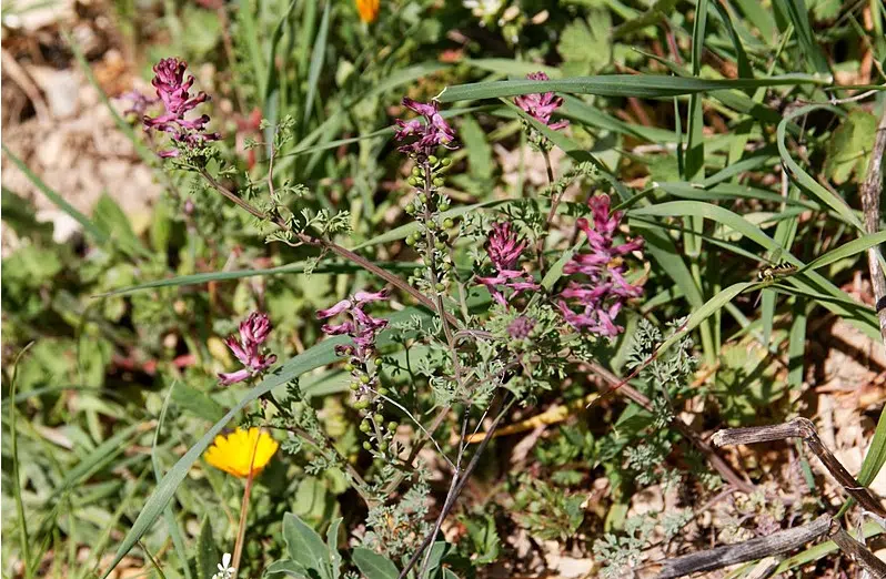 fumeterres parmi les tisanes bonnes pour la digestion