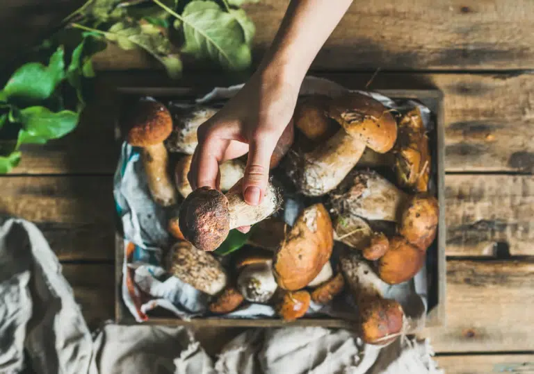 champignons