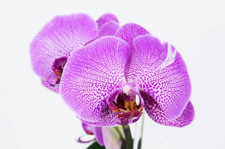 refleurir orchid&eacute;e